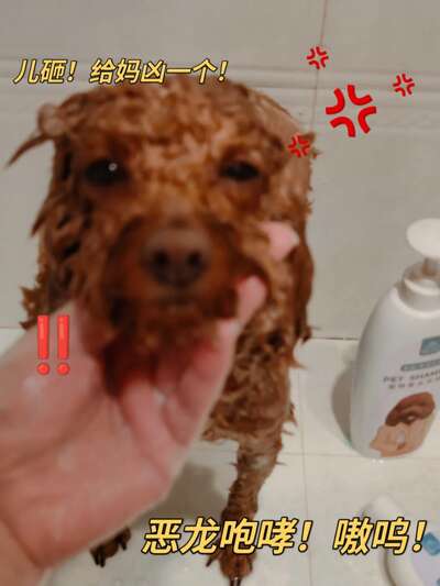 泰迪犬洗护美容全攻略：从沐浴露选择到日常护理，让毛孩子漂漂亮亮