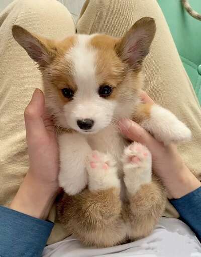 柯基犬全解：从呆萌幼犬到短腿大屁股的完整养成