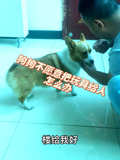 训犬技巧让狗狗把玩具拿给你：5步训练法从拿取到交出到奖励建立互动新玩法