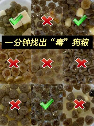 狗狗年度体检该查什么？别被医院忽悠了，这5项必查其他的看情况加