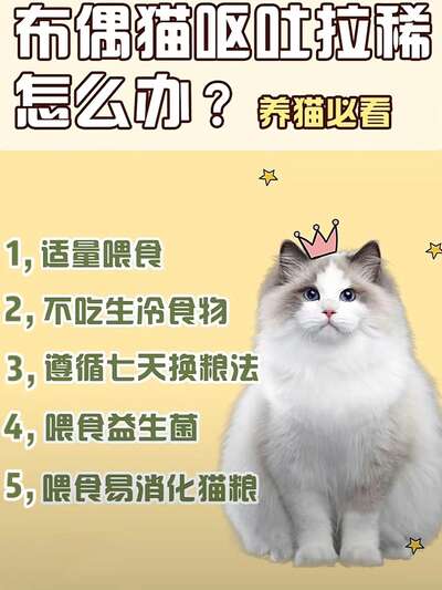 猫咪呕吐拉稀怎么办：原因排查与应急处理步骤