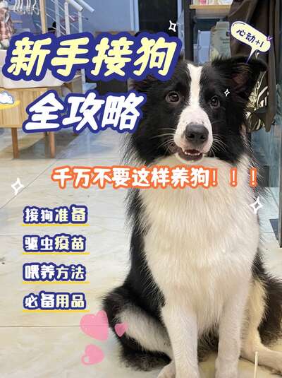 狗狗洗护美容新手入门：洗澡、梳毛、剪指甲全攻略