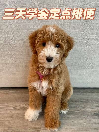 新手养狗训练指南：3天教会狗狗定点排便