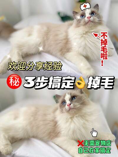 长毛猫品种指南：布偶、缅因、波斯怎么选怎么养