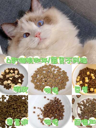 2026年热门猫粮横测：4款宝藏猫粮真实对比测评