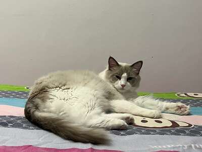 无谷猫粮是智商税还是真的更好：选购指南
