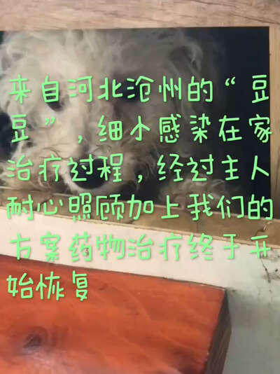 狗狗细小病毒治疗用药方案与护理经验