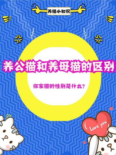 公猫绝育到底多简单？费用、流程、恢复期一文讲透，看完心里有数