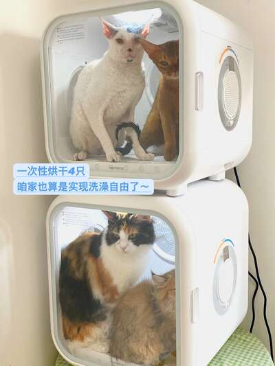 猫咪洗澡全攻略：频率、步骤和吹干方案