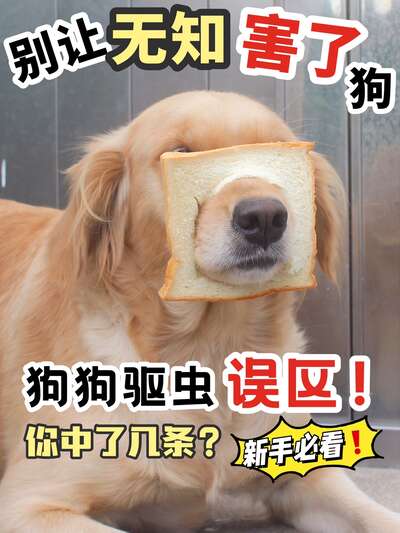 狗狗驱虫全攻略：体内体外驱虫时间表+药品选择+新手不踩坑指南