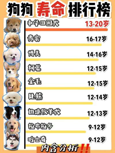 狗狗寿命排行榜TOP10：小型犬比大型犬活更久
