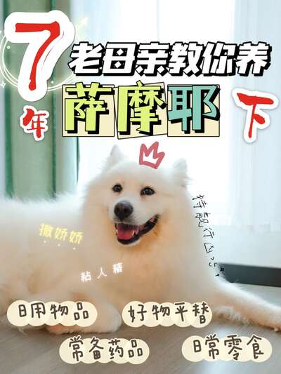 7年老母亲教你养萨摩耶：从选粮到日常用品全攻略新手必看