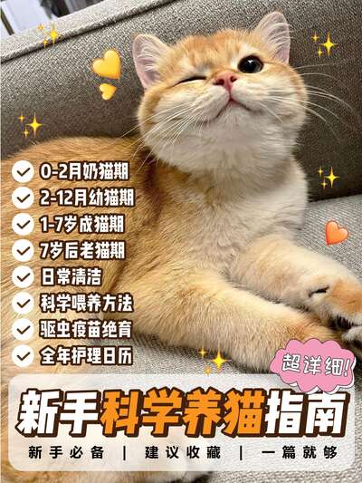 猫咪成长全阶段护理日历：从幼猫到老猫，每个月该做的事情一张表全搞定