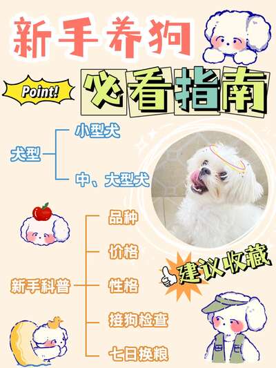 新手选犬种完全指南：从性格到体型的五步筛选法帮你找到最适合的狗