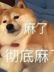 狗狗拆家的真实原因与解决方案：不是调皮而是需求没被满足