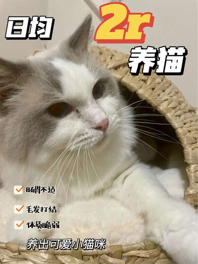 猫咪这些行为到底是什么意思：10个日常行为深度解读