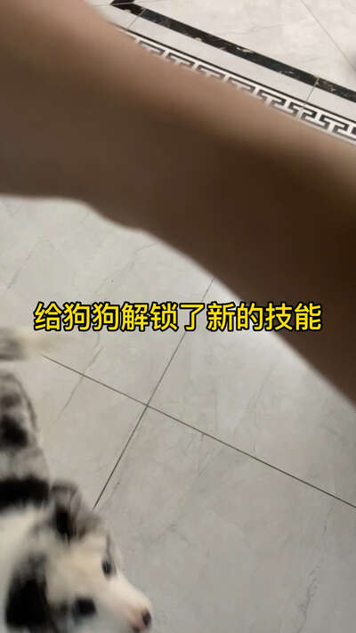 遛狗的正确方式：时长频率路线规划与不同犬种的运动需求差异