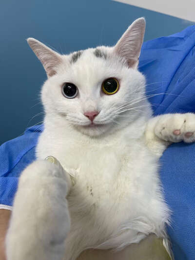 猫咪绝育的5大好处：你以为是为了省事，其实是救了它的命