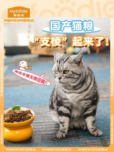 为什么我无限回购麦富迪霸弗BARF猫粮：从尝试到忠诚的全记录
