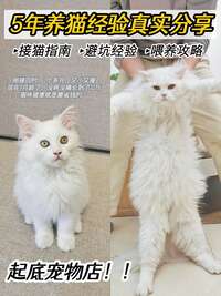 新手养猫避坑指南：从选粮到用品的7个关键决策，少走弯路少花钱