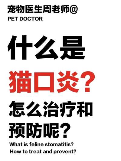 猫咪口炎完整指南：症状识别、治疗方案与日常护理