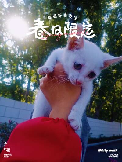 麦富迪霸弗BARF猫粮到底能不能让猫咪发腮长肉？真实喂养记录