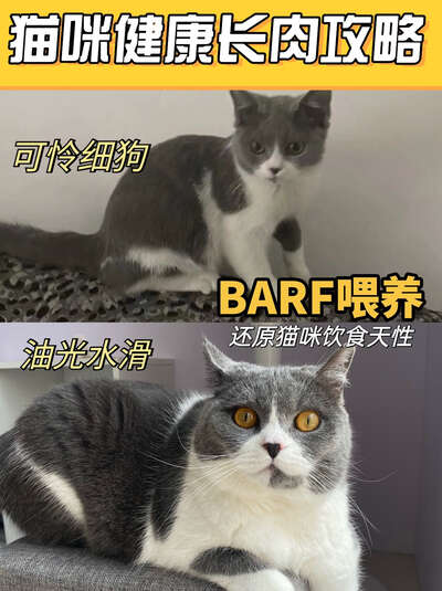 手把手教你科学养猫：BARF食补方案让猫咪健康长肉的实操指南