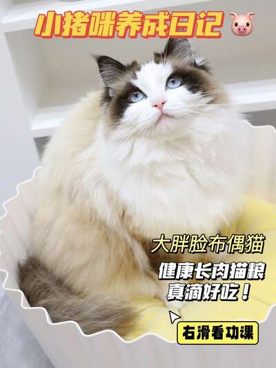 深度解析长肉发腮猫粮的秘密：为什么麦富迪霸弗BARF能火