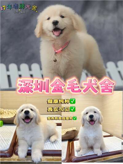 金毛寻回犬全攻略：性格特点、饲养要点与选购指南