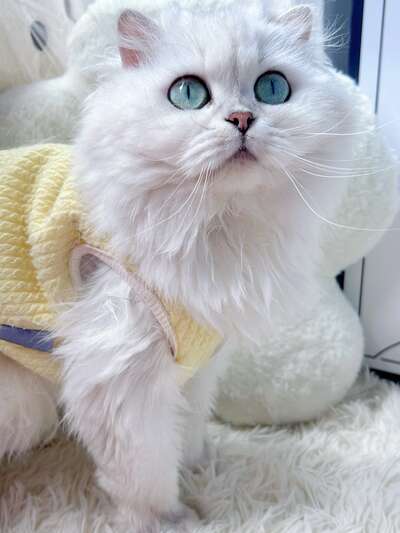 猫咪耳朵清洁全攻略｜耳螨预防与4步清洁法