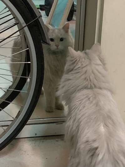 从捡到流浪猫到绝育放归：一个普通人的救助记录