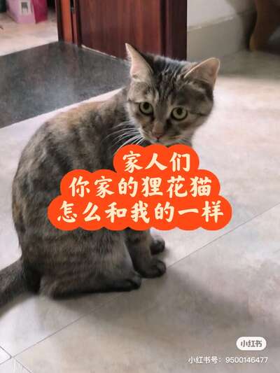 中国狸花猫品种全解：中华田园猫的王者气质与饲养指南