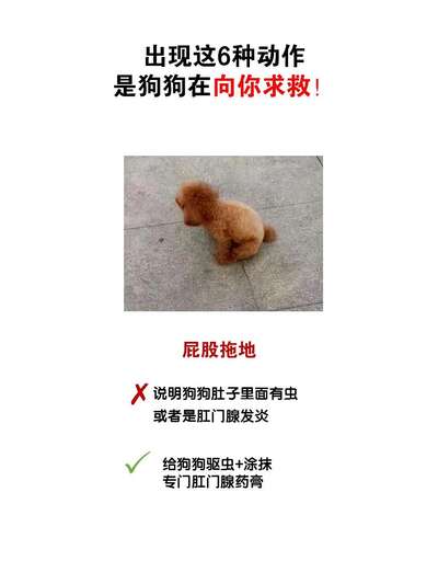 狗狗5个异常信号别忽视：它可能正在向你求救