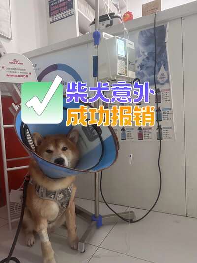 宠物保险值得买吗：理赔范围、避坑要点和选购攻略