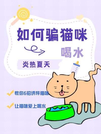 夏天猫咪不爱喝水怎么办：6种有效骗水大法