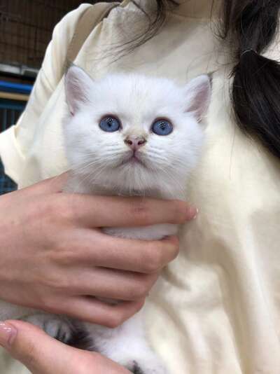 猫舍倒闭后的20只猫：一次紧急救助的真实记录
