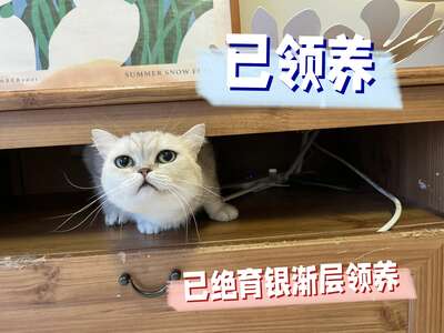 猫咪领养全流程指南：从寻找渠道到接猫回家的每一步