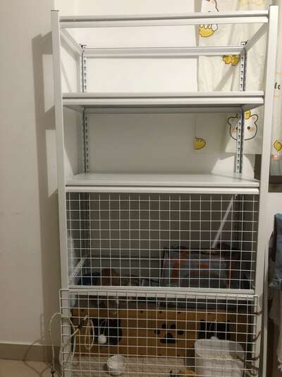 猫笼选购指南：何时需要、怎么选、如何让猫适应