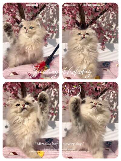 缅因猫品种全解：温柔的巨人是怎样养成的