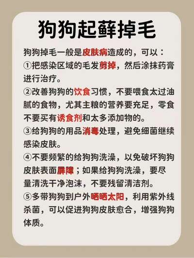 狗狗皮肤问题全解析：掉毛红疹瘙痒皮屑原因与护理方案