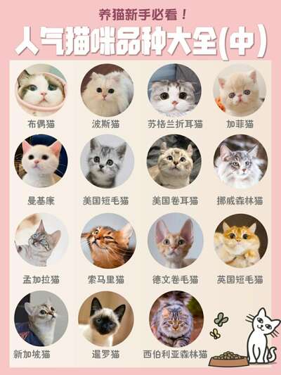5种适合新手养的长毛猫品种：性格温顺又好打理