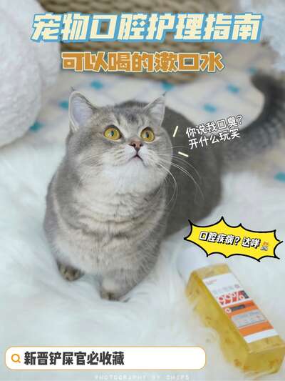 猫咪口腔护理保姆级教程：从刷牙到预防牙结石全搞定