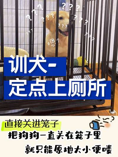 新手训犬必看：七天教会狗狗定点上厕所的完整方案