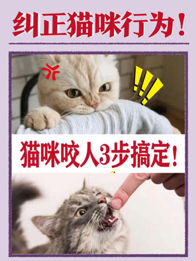 3步搞定猫咪咬人：从底层逻辑到纠正训练拥有乖巧小猫咪不用再被咬
