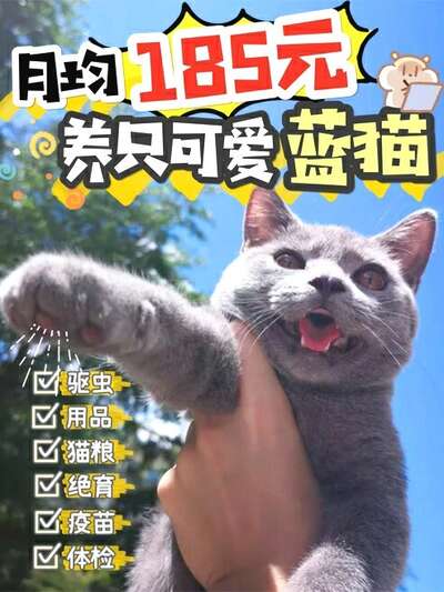 猫咪日常清洁护理省钱计划：月均60元养出干净猫