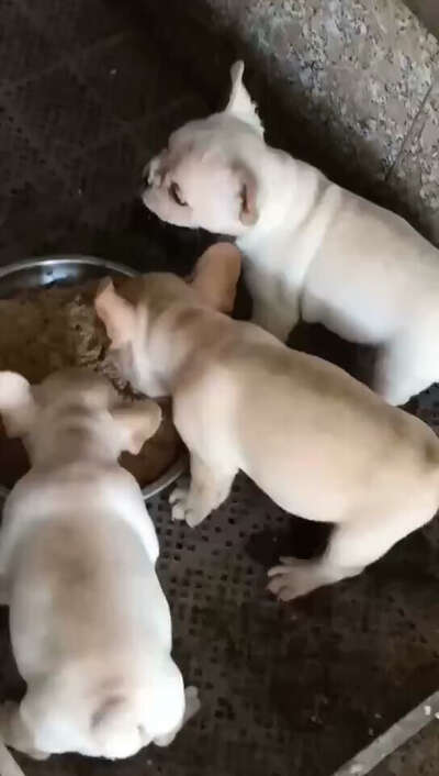 法斗幼犬喂养全攻略：0到12月饮食时间表与狗粮推荐