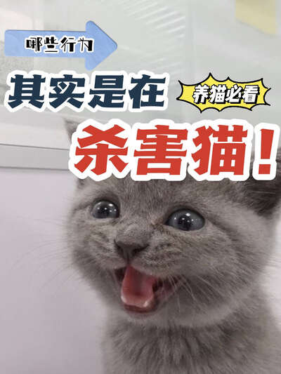 这些看似爱猫的行为其实是在伤害它：深度复盘养猫中的不自知伤害