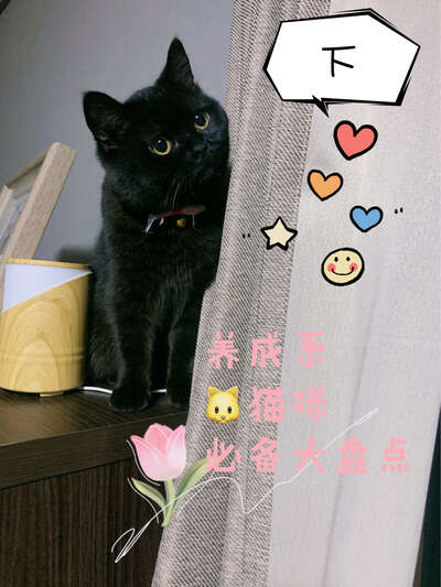 猫咪用品全攻略：从猫粮到玩具，新手养猫一站式购物清单