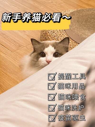 布偶猫喂养全指南：从选粮到日常护理一篇搞定