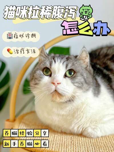 狗狗拉稀了怎么办：从家庭处理到就医的完整流程